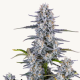 Super Boof Auto - FASTBUDS | TanieSianie.pl