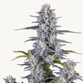 Super Boof Auto - FASTBUDS | TanieSianie.pl