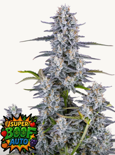 Super Boof Auto - FASTBUDS | TanieSianie.pl