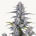 Super Boof Auto - FASTBUDS