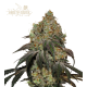Frosty Tooth - SEED STOCKERS | TanieSianie.pl