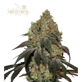 Frosty Tooth - SEED STOCKERS | TanieSianie.pl