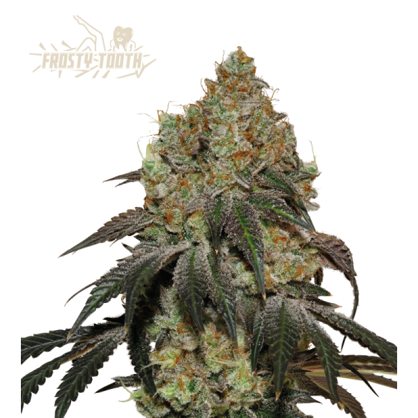 Frosty Tooth - SEED STOCKERS | TanieSianie.pl