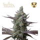 Sagrada Amnesia - SEED STOCKERS | TanieSianie.pl