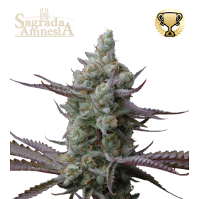 Sagrada Amnesia - SEED STOCKERS | TanieSianie.pl