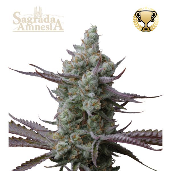 Sagrada Amnesia - SEED STOCKERS | TanieSianie.pl