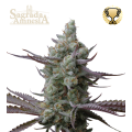 Sagrada Amnesia - SEED STOCKERS