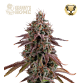 Granny's Home - SEED STOCKERS