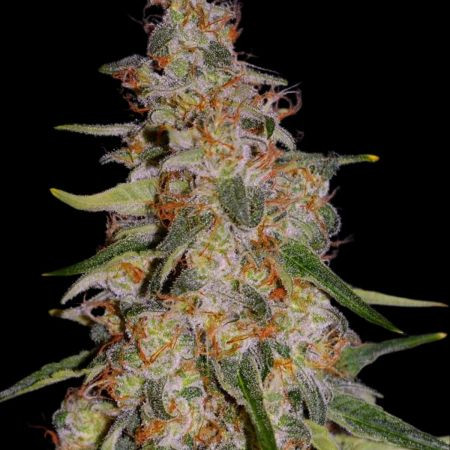 Frosted Guava Auto - GREEN HOUSE SEEDS | TanieSianie.pl