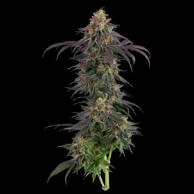 Guava Root GMO - SEEDSMAN | TanieSianie.pl