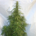 Night Shade - BARNEY’S FARM