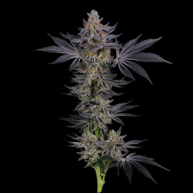 Gorilla Runtz - SEEDSMAN | TanieSianie.pl