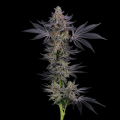 Gorilla Runtz - SEEDSMAN