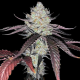 Marshmellow OG - COMPOUND GENETICS | TanieSianie.pl