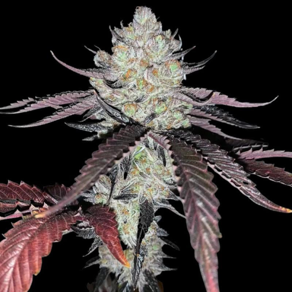 Marshmellow OG - COMPOUND GENETICS | TanieSianie.pl