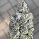 Marshmellow OG - COMPOUND GENETICS | TanieSianie.pl