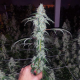 Marshmellow OG - COMPOUND GENETICS | TanieSianie.pl