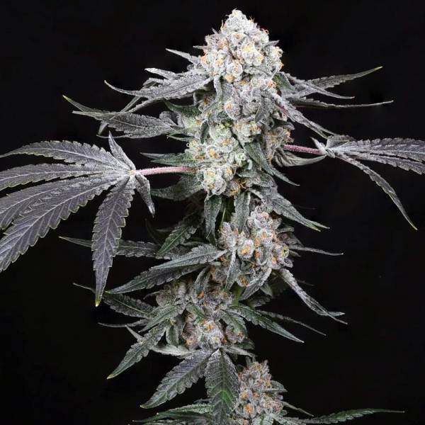 High Society - COMPOUND GENETICS | TanieSianie.pl