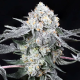High Society - COMPOUND GENETICS | TanieSianie.pl