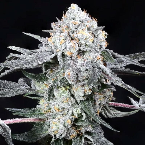 High Society - COMPOUND GENETICS | TanieSianie.pl