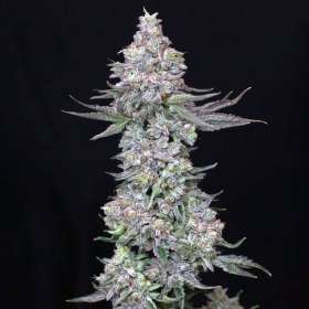 Slipstream - COMPOUND GENETICS | TanieSianie.pl