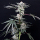 Luxar Dos - COMPOUND GENETICS | TanieSianie.pl