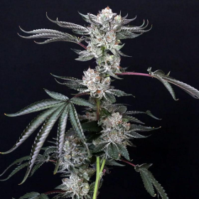 Luxar Dos - COMPOUND GENETICS | TanieSianie.pl