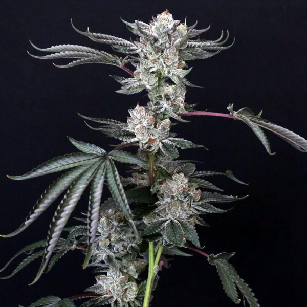 Luxar Dos - COMPOUND GENETICS | TanieSianie.pl