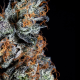 Luxar Dos - COMPOUND GENETICS | TanieSianie.pl