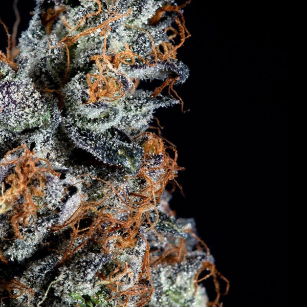 Luxar Dos - COMPOUND GENETICS | TanieSianie.pl