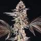 La Bomba - COMPOUND GENETICS | TanieSianie.pl