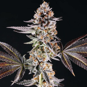 La Bomba - COMPOUND GENETICS | TanieSianie.pl
