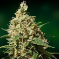 Peppermint Kush - BARNEY’S FARM