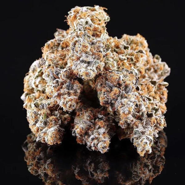 La Bomba - COMPOUND GENETICS | TanieSianie.pl
