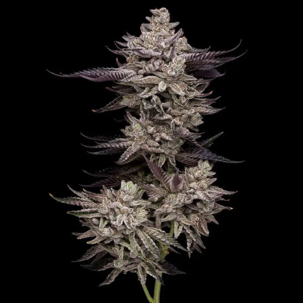 Animorph Mints - COMPOUND GENETICS | TanieSianie.pl
