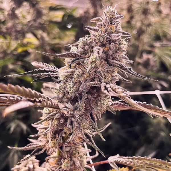 Animorph Mints - COMPOUND GENETICS | TanieSianie.pl