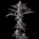New Money - COMPOUND GENETICS | TanieSianie.pl