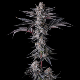 New Money - COMPOUND GENETICS | TanieSianie.pl