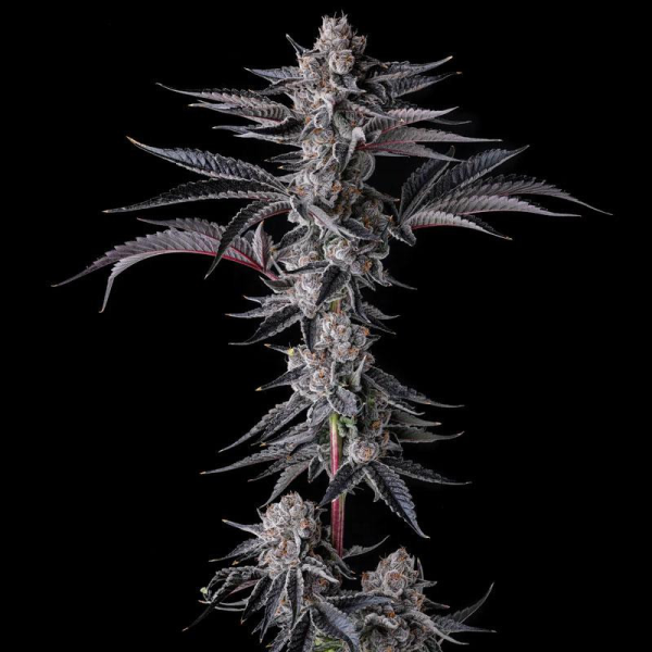 New Money - COMPOUND GENETICS | TanieSianie.pl