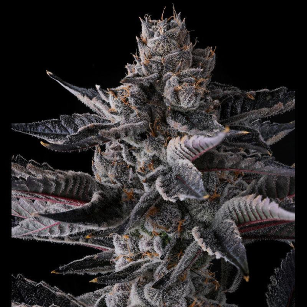 New Money - COMPOUND GENETICS | TanieSianie.pl