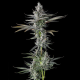 GuwopGreen - COMPOUND GENETICS | TanieSianie.pl