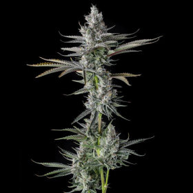 GuwopGreen - COMPOUND GENETICS | TanieSianie.pl