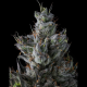 GuwopGreen - COMPOUND GENETICS | TanieSianie.pl