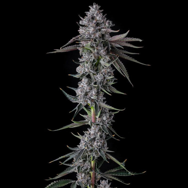 Chrome Dome - COMPOUND GENETICS | TanieSianie.pl