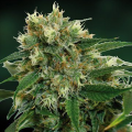 Phatt Fruity - BARNEY’S FARM