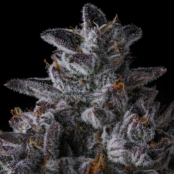 Chrome Dome - COMPOUND GENETICS | TanieSianie.pl