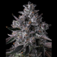 Chrome Dome - COMPOUND GENETICS | TanieSianie.pl