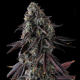 Fruit Riot - COMPOUND GENETICS | TanieSianie.pl