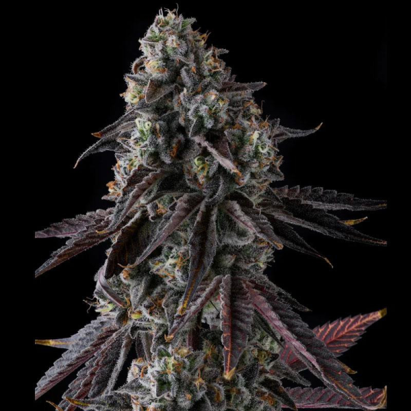 Fruit Riot - COMPOUND GENETICS | TanieSianie.pl