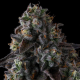 Fruit Riot - COMPOUND GENETICS | TanieSianie.pl